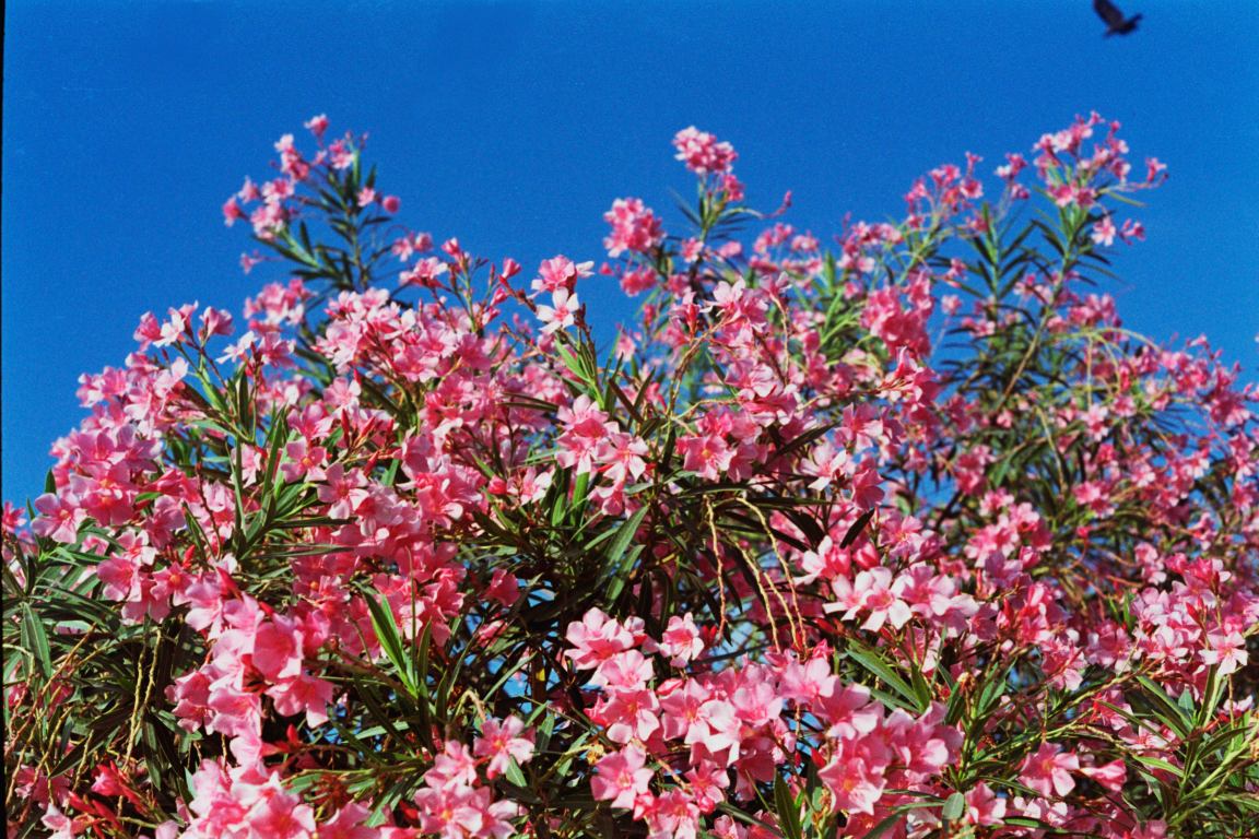 FUJIFILM 200